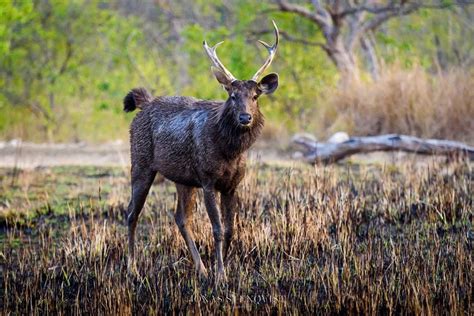 A male sambar deer at Jim Corbett national park, India.