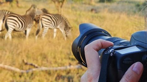 A Beginner’s Guide for Taking Amazing Safari Photos in Africa - Safaris Down South