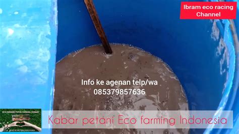 MANFAAT PUPUK ORGANIK ECO FARMING DI PALAWIJA TERONG - YouTube