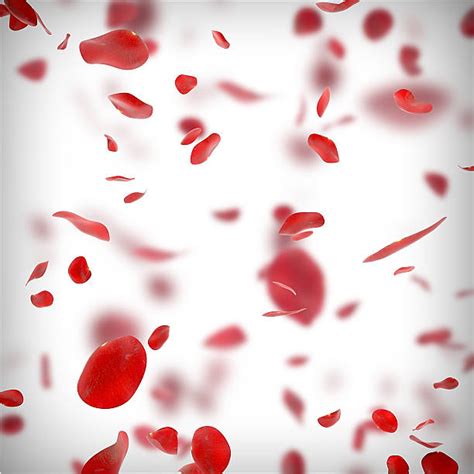 Red Rose Petals Falling Background