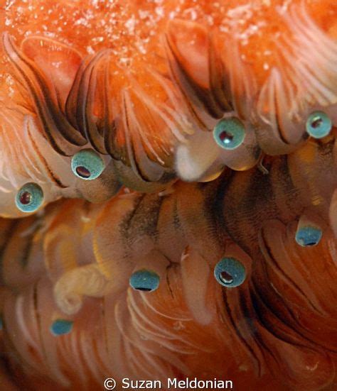 10 Animals (Bivalve Mollusks) ideas | clams, sea creatures, marine life