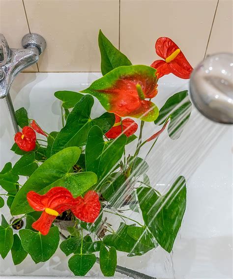 Anthurium care and growing guide: tropical plant tips | Homes & Gardens