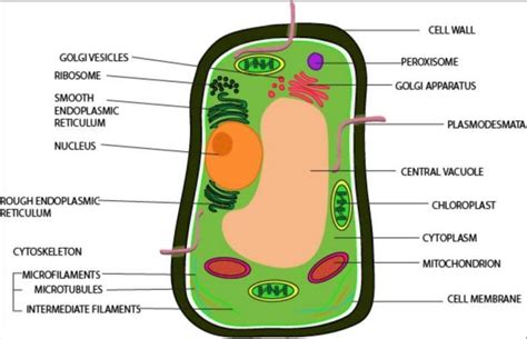 Top 146+ Plant and animal cell diagram not labeled - Merkantilaklubben.org