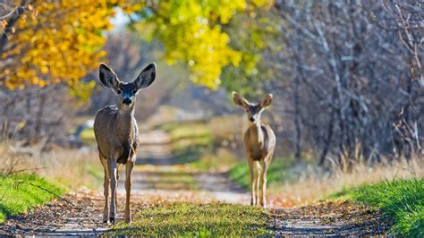 Deer Autumn Wallpapers - Wallpaper Cave