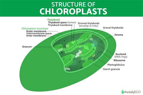 What Is a Chloroplast and Its Function? - Definition and Structure