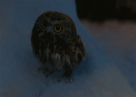 Owl-cute-snow GIFs - Get the best GIF on GIPHY