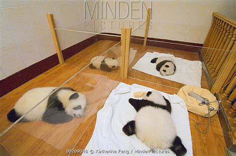 Giant Panda stock photo - Minden Pictures