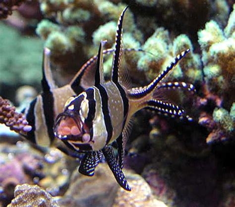 Photo #2 - Banggai Cardinal Male Taking Eggs From Female