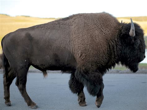 Vacationing Family Caught in Middle of Yellowstone Buffalo Stampede ...