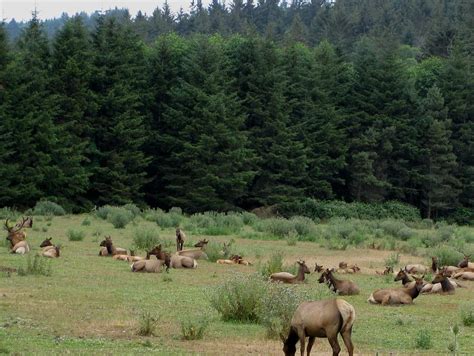 Washington Elk Herd 1 Photograph