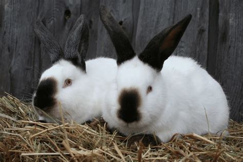 Californian Rabbit (Size, Color, Behavior, Temperament)