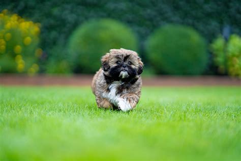 Top 100 Shih Tzu Names of 2022 | The Dog People by Rover.com