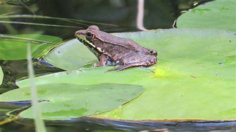 How to beautify pond and support wildlife with native aquatic plants