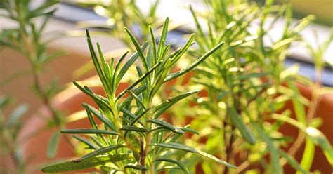 How to Grow Rosemary Indoors | Gardener’s Path