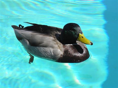 14 Simple Tips for Keeping Ducks Away From Your Pool - Dengarden