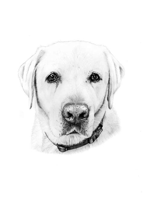 #YellowLab #DogArt #Labs | Yellow labrador retriever, Lab dogs, Dog art