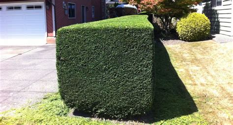 Hedge & Shrub Trimming Mechanicsville And Hanover County Virginia