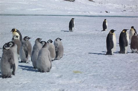 Penguin colonies may move and adapt to climate change - UPI.com