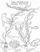 Kelp Coloring Pages sketch template