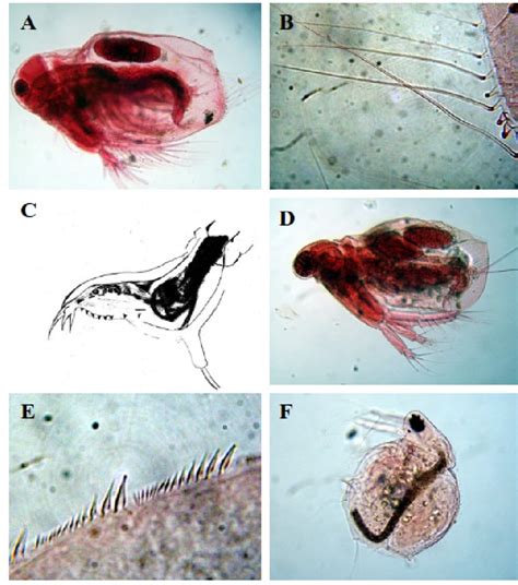 Cladocerans from Ciénaga el Convento. A-C. Latonopsis australis. A ...