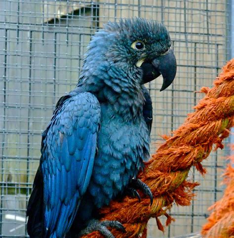 Lear's Macaw | Lear's Fledged 2010 | Peter Stubbs | Flickr