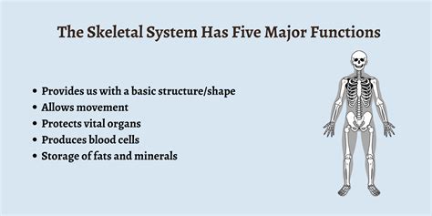 What Are The Functions Of The Skeletal System?