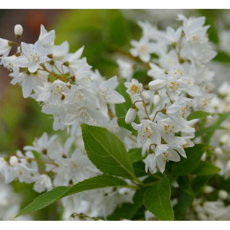 Deutzia gracilis - Hauteur 60/80cm en pot de 7.5 litres