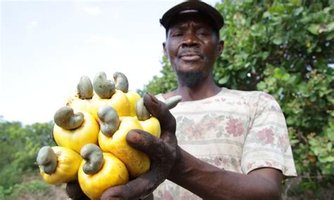 Cashew Fruit Benefits - Healthy Foods - My Emerald Health