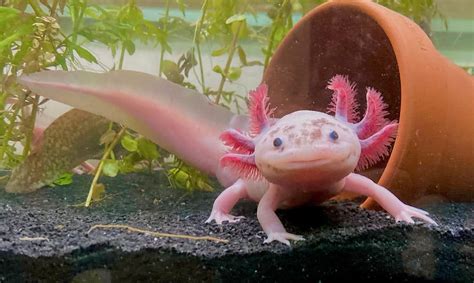 Meet The 7 Cutest Axolotls In The World - A-Z Animals