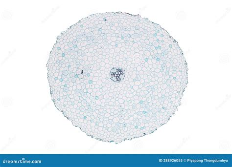 Plant Tissues Under the Microscope in the Laboratory. Stock Illustration - Illustration of plant ...