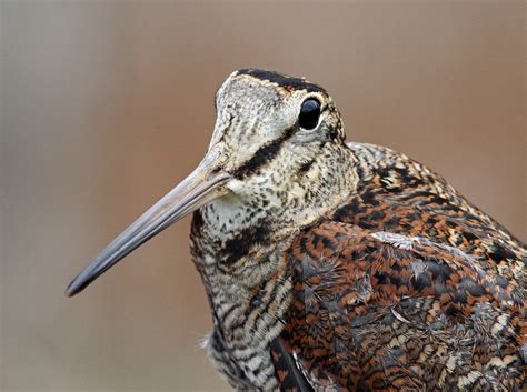 Northamptonshire Birding: Portrait of a Woodcock.