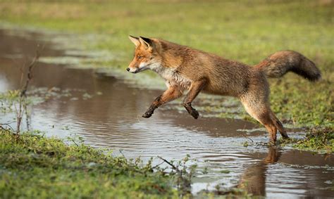 Alastair Marsh Photography | Jumping Fox