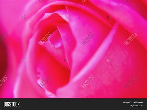 Macro Photography Rose Image & Photo (Free Trial) | Bigstock