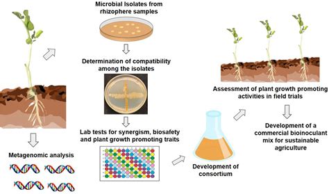 Frontiers | Reviewing and renewing the use of beneficial root and soil ...