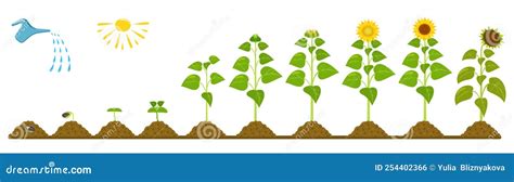 Sunflower Growth Life Cycle. Infographic Of Seed Germination In Agriculture. Vector Illustration ...