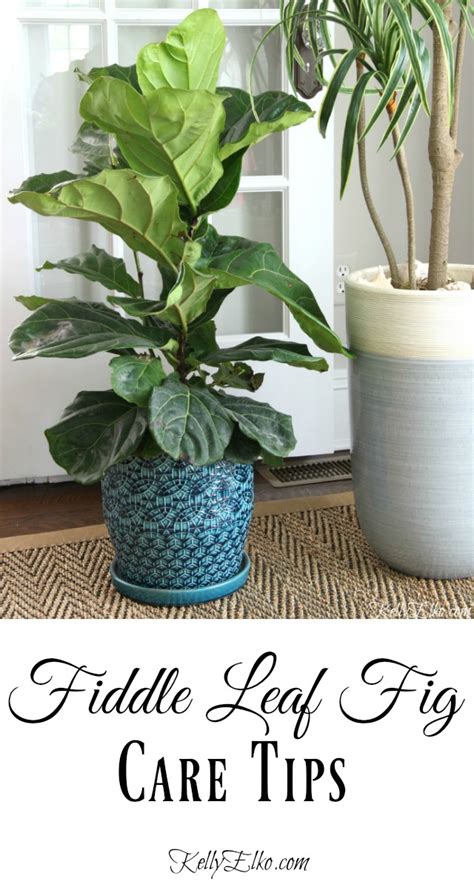 What the Fig? Fiddle Leaf Fig Care Tips - Kelly Elko