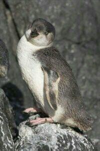 White-flippered penguin, Eudyptula minor albosignata | Penguins, Penguin species, Crested penguin