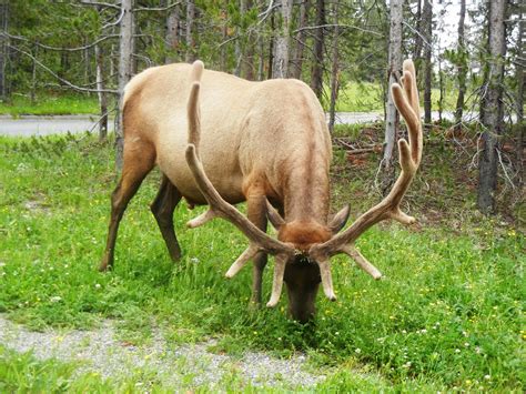 Wildlife at Yellowstone National Park | Nonstop from JFK