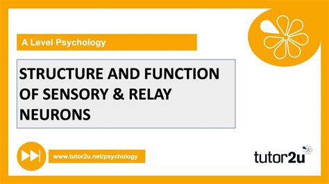 Relay Neuron / Relay Neuron Keyword Search Science Photo Library ...