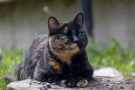 Male Tortoiseshell Cats: Do They Exist & How Rare Are They? - Catster