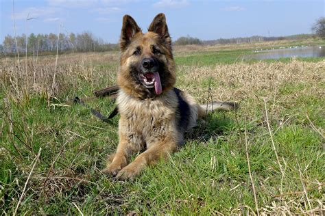 Download free photo of Dog,animal,fur,coat,german shepherd - from ...