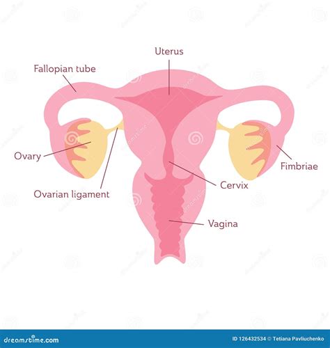 Vektor Lokalisierte Illustration Der Gebärmutter Vektor Abbildung - Illustration von medizinisch ...