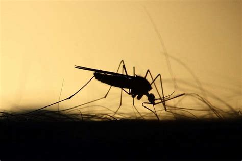 Mosquito Control Methods: What Works and What Doesn't