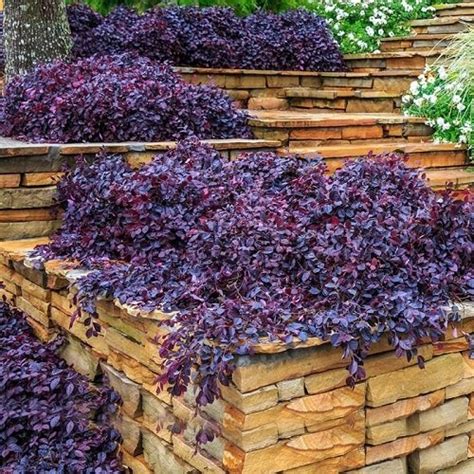 Purple Diamond Loropetalum Care | Balcony Garden Web