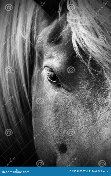 Beautiful Black and White Portrait of a Horse Stock Image - Image of ...