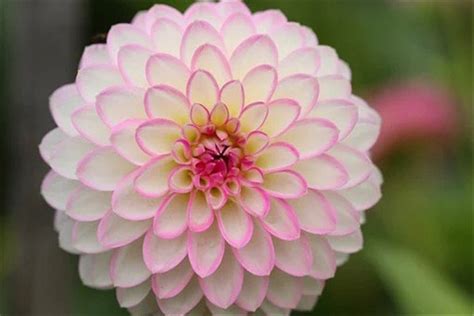 30 Dahlia Pompon Dahlia Tuber Seeds B1059 - Etsy