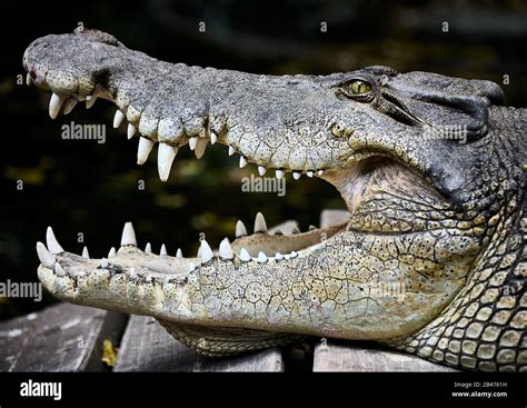 Australian Saltwater Crocodile - Crocodylus porosus, jaws open and alert, classic pose of this ...