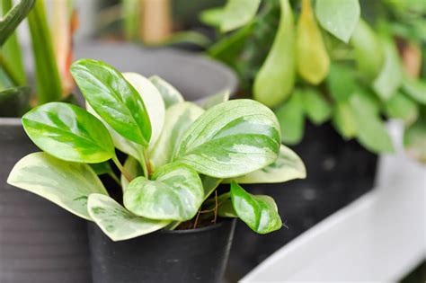 How to care for a Peperomia obtusifolia