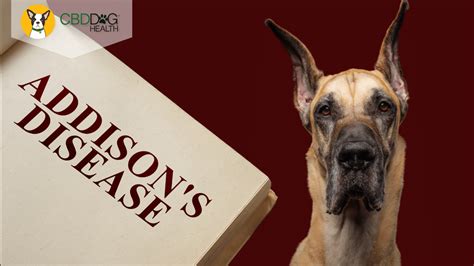 Managing Addison's Disease in Dogs - CBD Dog Health