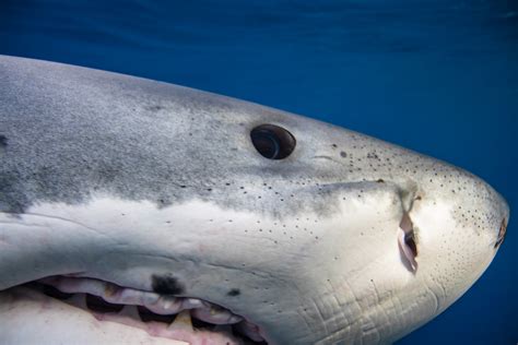 Extreme Close-up Great White Shark — by George T. Probst